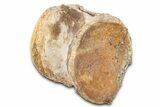 Fossil Mosasaur (Platecarpus) Vertebra - Kansas #382056-1